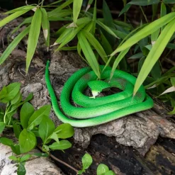 Cobra en Caoutchouc